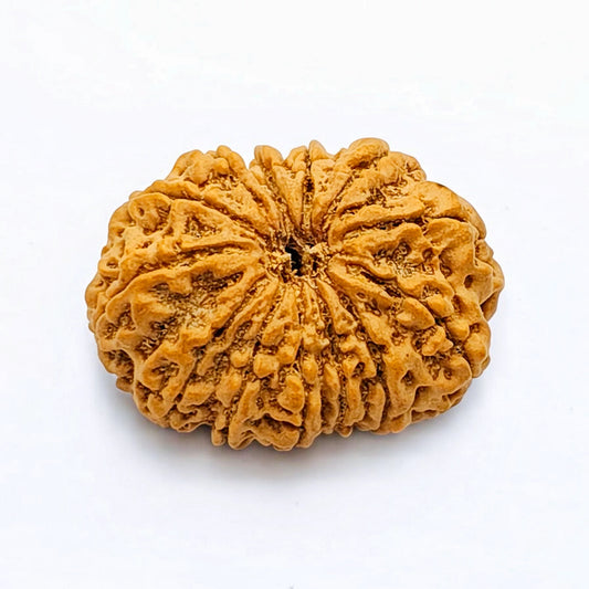 Premium Quality Nepali 13 Mukhi Rudraksha with Lab Certificate
