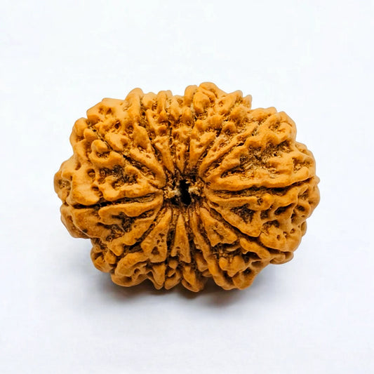 Premium Quality Nepali 13 Mukhi Rudraksha with Lab Certificate