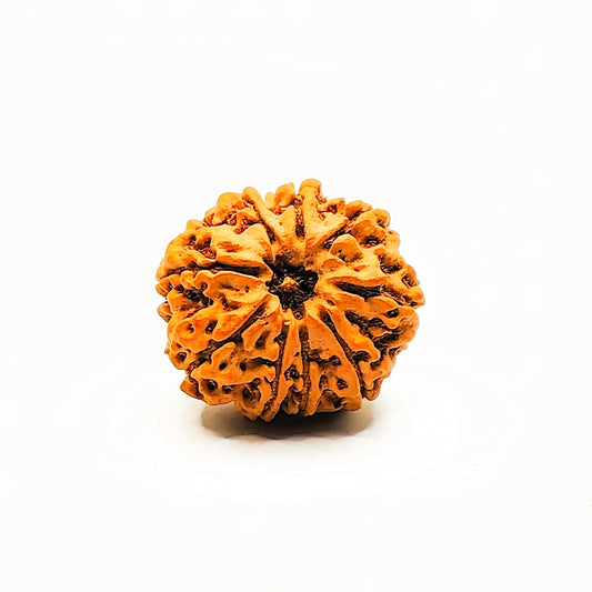 Premium Quality Nepali 9 Mukhi Rudraksha with Lab Certificate