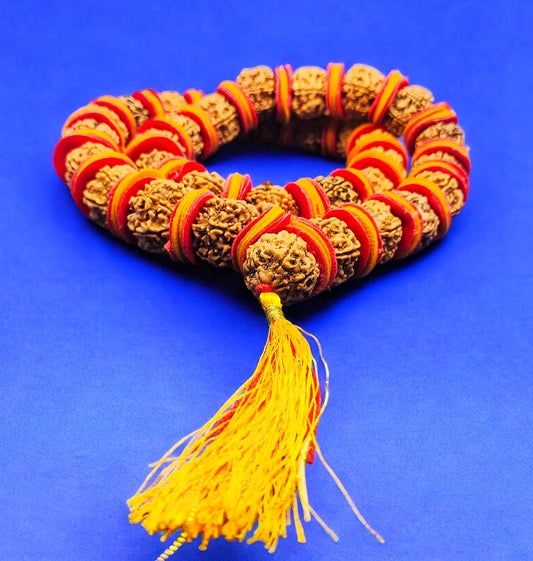 Premium Quality Nepali 6 Mukhi Rudraksha kantha With Red And Yellow Velvet