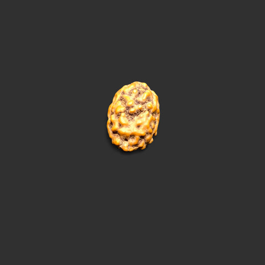 Java 2 Mukhi Rudraksha