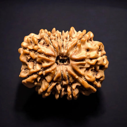 Nepali 12 Mukhi Rudraksha With Lab Certificate