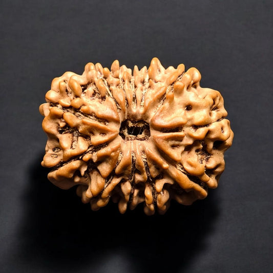 Nepali 12 Mukhi Rudraksha With Lab Certificate