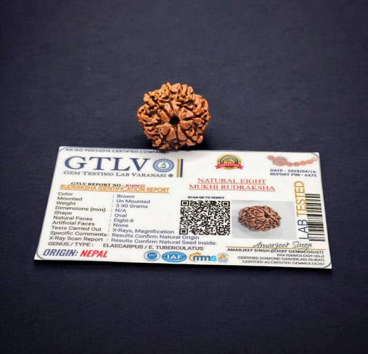 Nepali 8 Mukhi Rudraksha With Lab Certificate