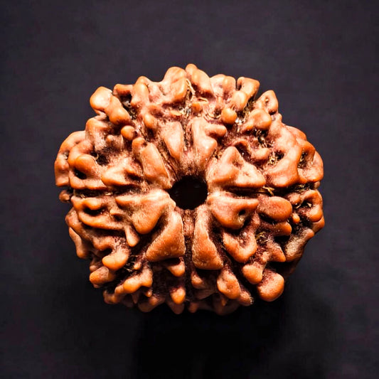 Premium Quality Nepali 8 Mukhi Rudraksha With Lab Certificate