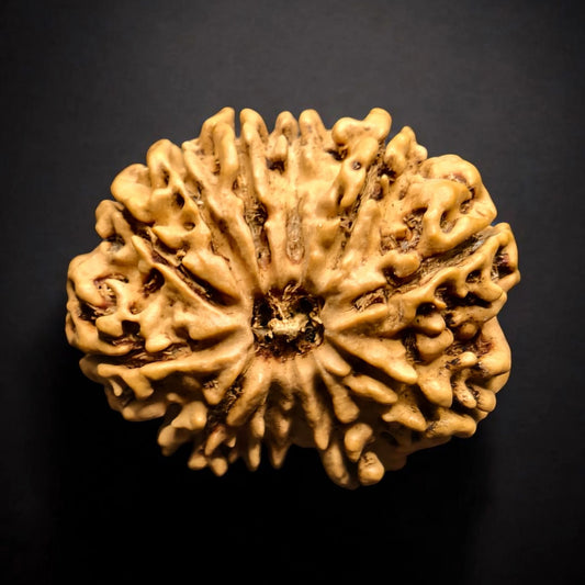 Nepali 11 Mukhi Rudraksha With Lab Certificate