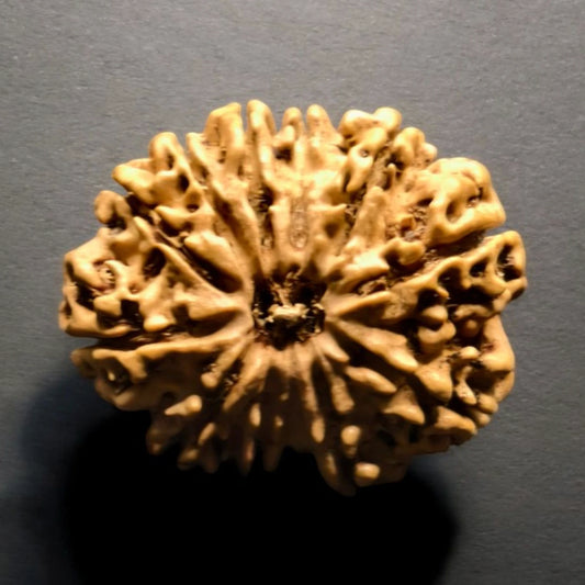 Nepali 11 Mukhi Rudraksha With Lab Certificate