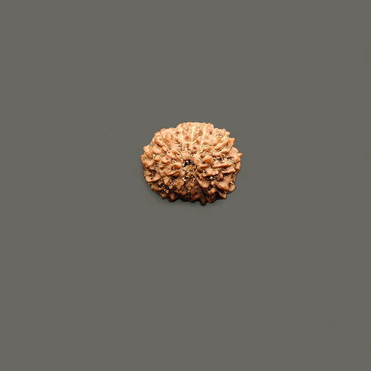 Indonesian 10 Mukhi Rudraksha With Lab Certificate