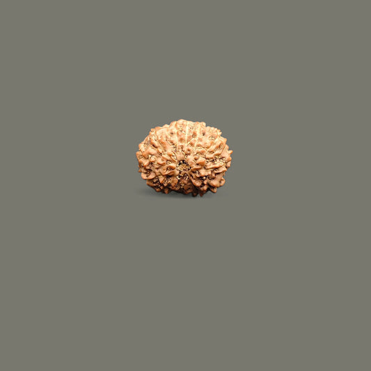 Indonesian 10 Mukhi Rudraksha With Lab Certificate
