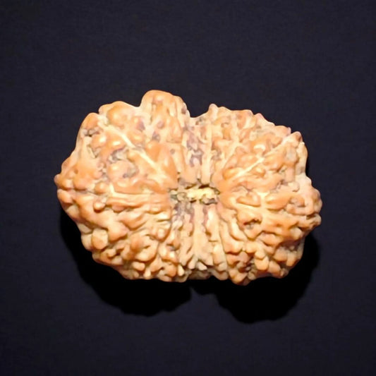 Premium Quality Java 13 Mukhi Rudraksha