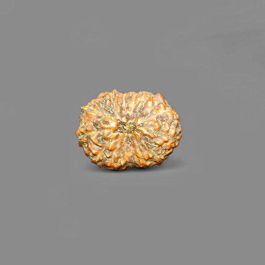 Premium Quality Indonesian 14 Mukhi Rudraksha With Lab Certificate