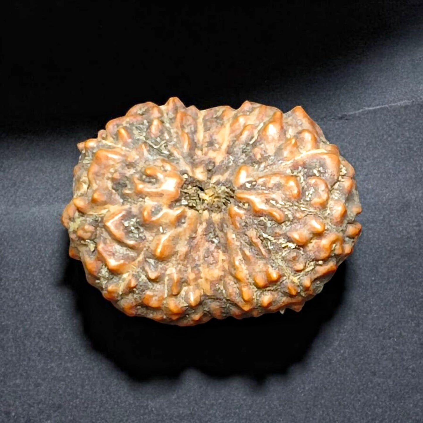 Premium Quality Indonesian 14 Mukhi Rudraksha With Lab Certificate