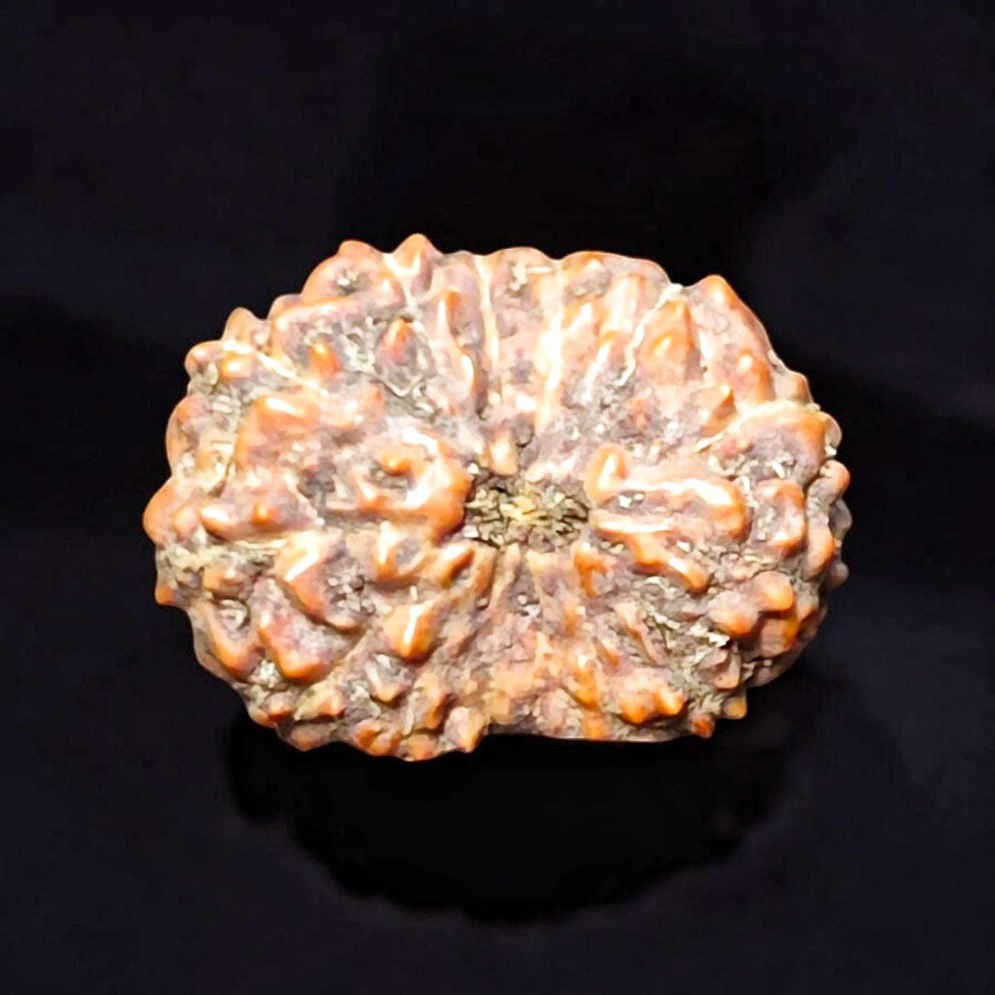 Premium Quality Indonesian 14 Mukhi Rudraksha With Lab Certificate