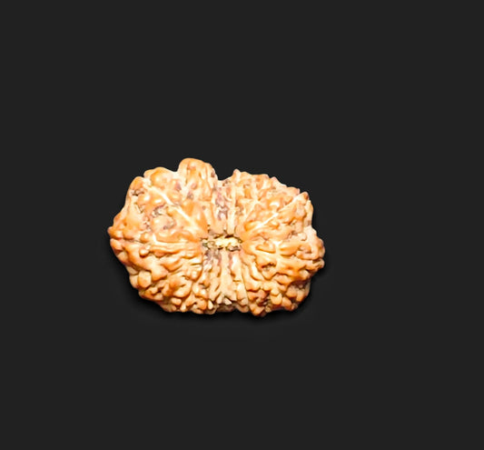 Premium Quality Java 13 Mukhi Rudraksha