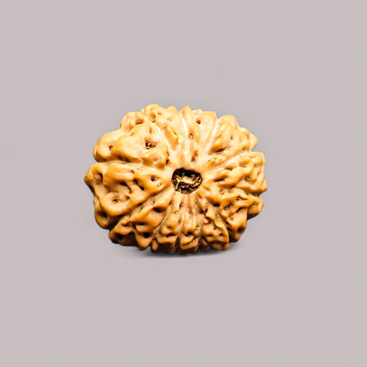 Premium Quality Java 11 Mukhi Rudraksha