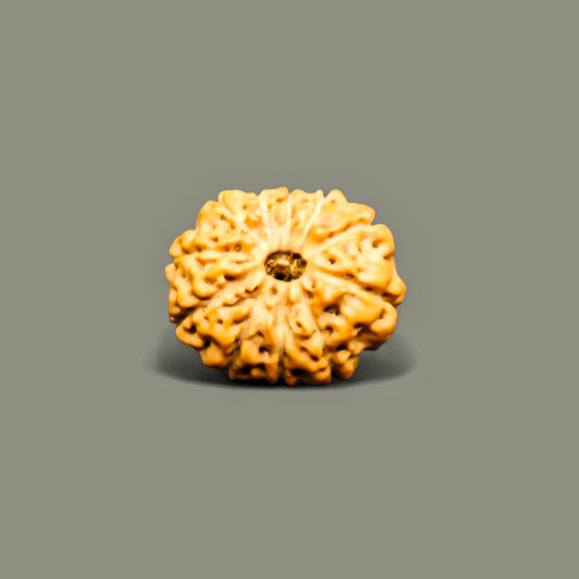 Premium Quality Java 11 Mukhi Rudraksha