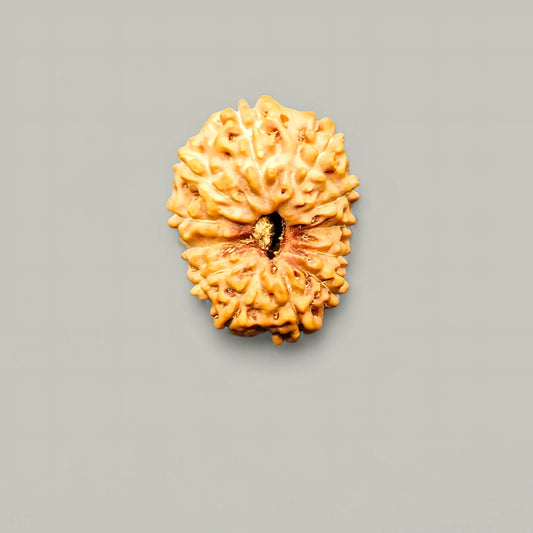 Java 12 Mukhi Rudraksha With Lab Certificate