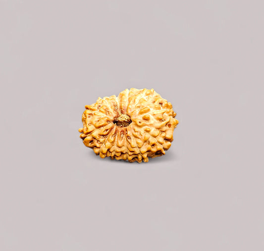 Java 12 Mukhi Rudraksha With Lab Certificate