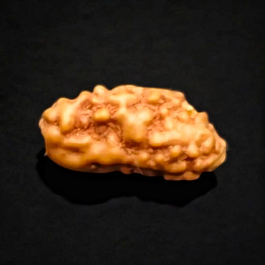 Java 1 Mukhi Rudraksha With Lab Certificate