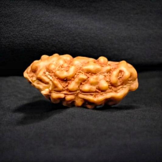Java 1 Mukhi Rudraksha With Lab Certificate