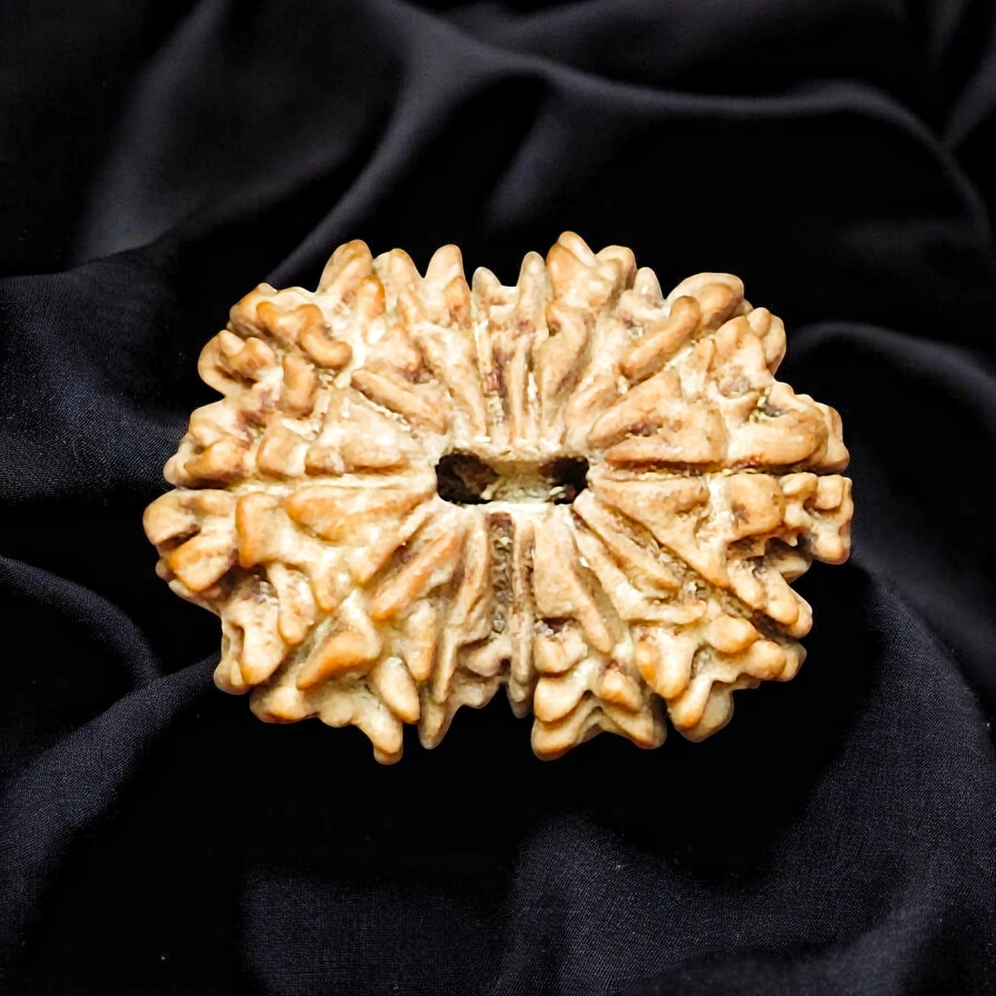 Premium Quality Nepali 14 Mukhi Rudraksh