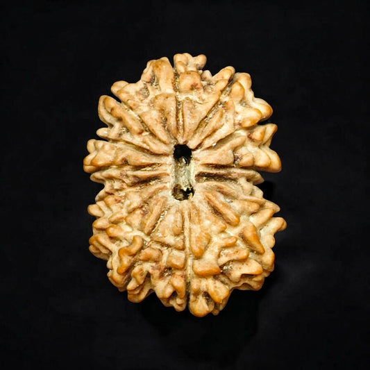 Premium Quality Nepali 14 Mukhi Rudraksh