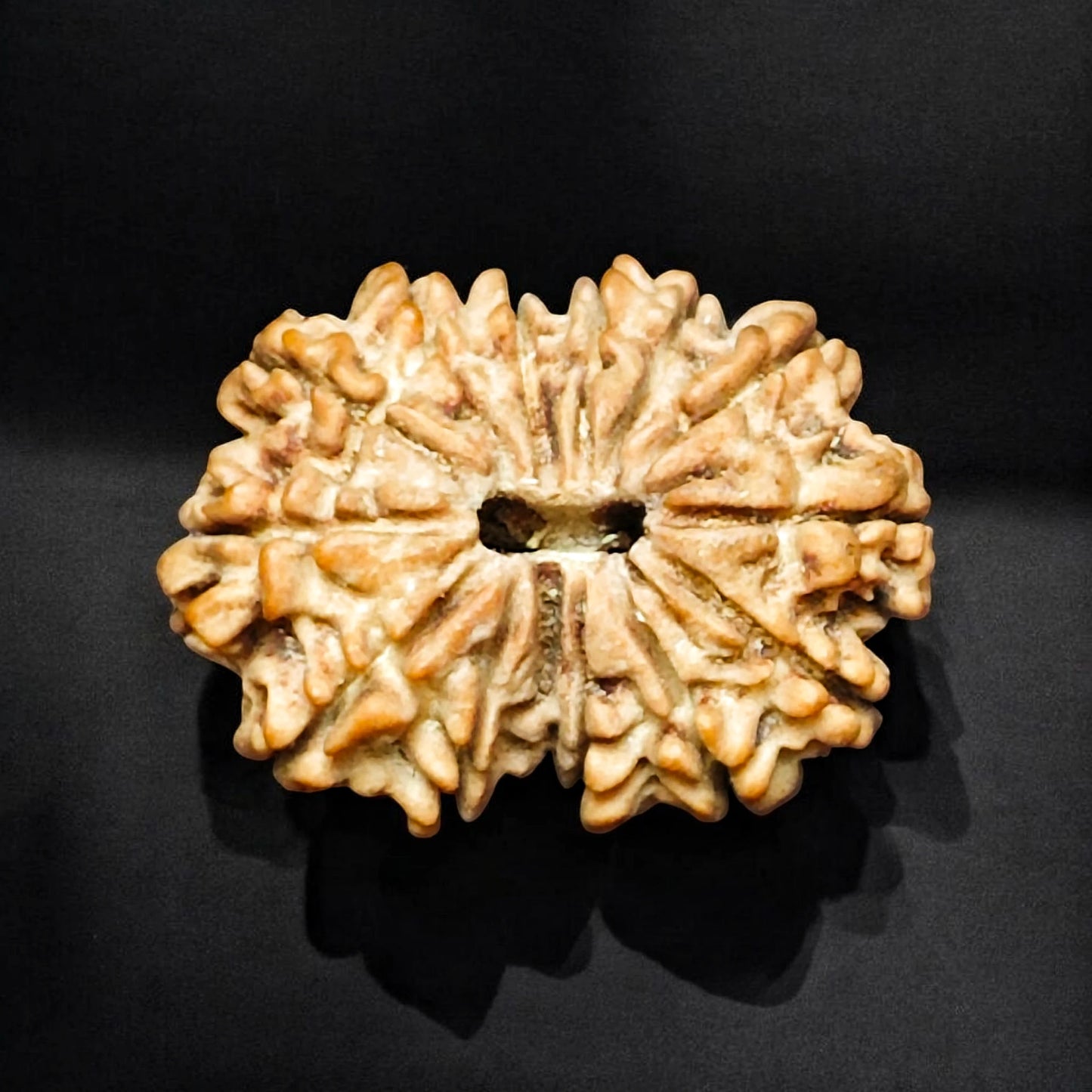 Premium Quality Nepali 14 Mukhi Rudraksh