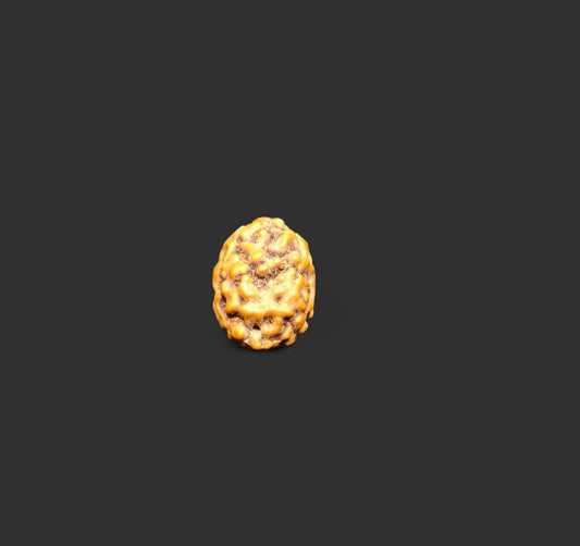 Java 2 Mukhi Rudraksha