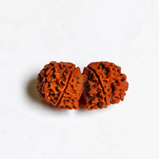 Nepali Gaurishankar Rudraksha With Lab Certificate