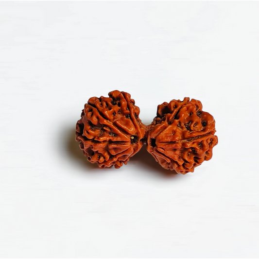 Nepali Gaurishankar Rudraksha With Lab Certificate