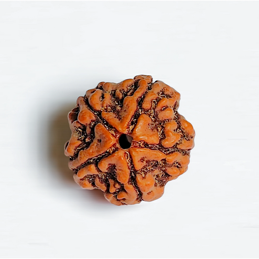 Nepali 5 Mukhi Rudraksha With Lab Certificate