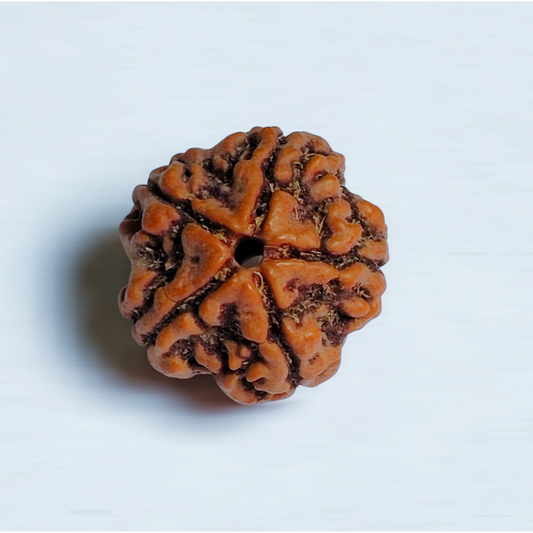 Nepali 5 Mukhi Rudraksha With Lab Certificate