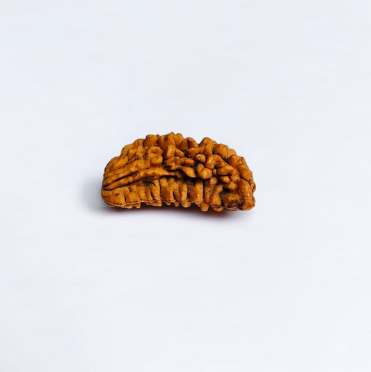 Half Moon Shape 1 Mukhi Rudraksha With Lab Certificate