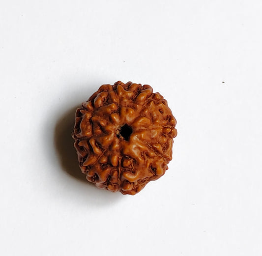 Java 8 Mukhi Rudraksha With Lab Certificate