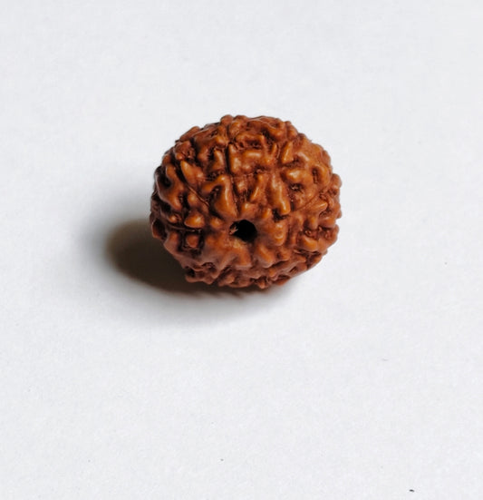 Java 8 Mukhi Rudraksha With Lab Certificate