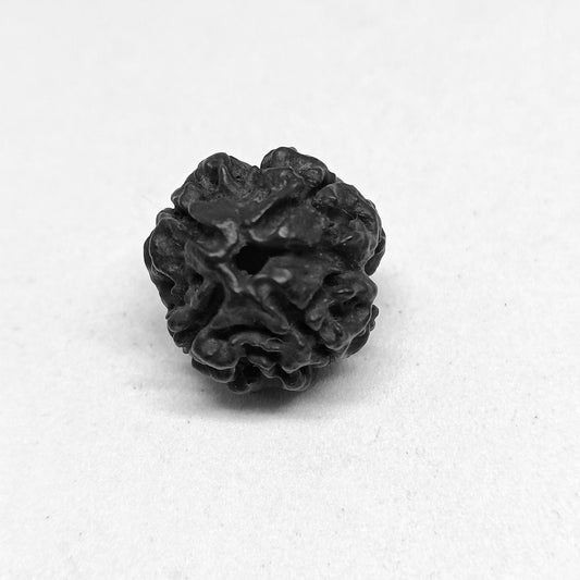 Premium Quality Nepali Black 4 Mukhi Rudraksha With Lab Certificate