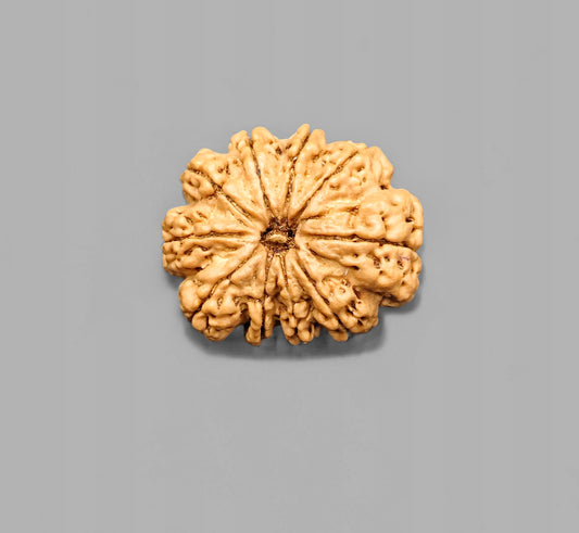 Nepali 10 Mukhi Rudraksha With Lab Certificate
