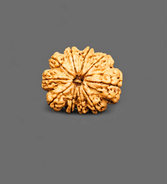 Nepali 10 Mukhi Rudraksha With Lab Certificate
