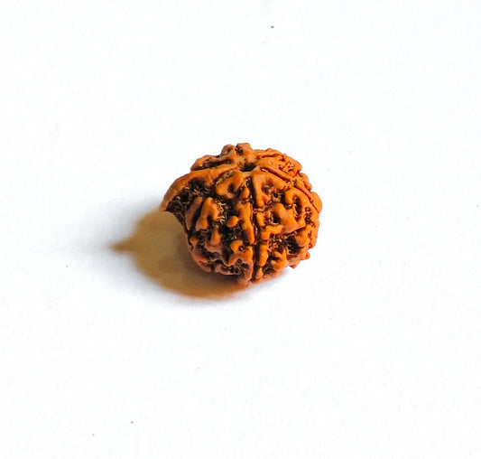 Lab Certified Nepali Ganesh Rudraksha