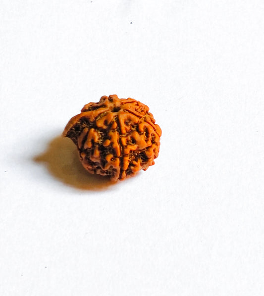 Lab Certified Nepali Ganesh Rudraksha