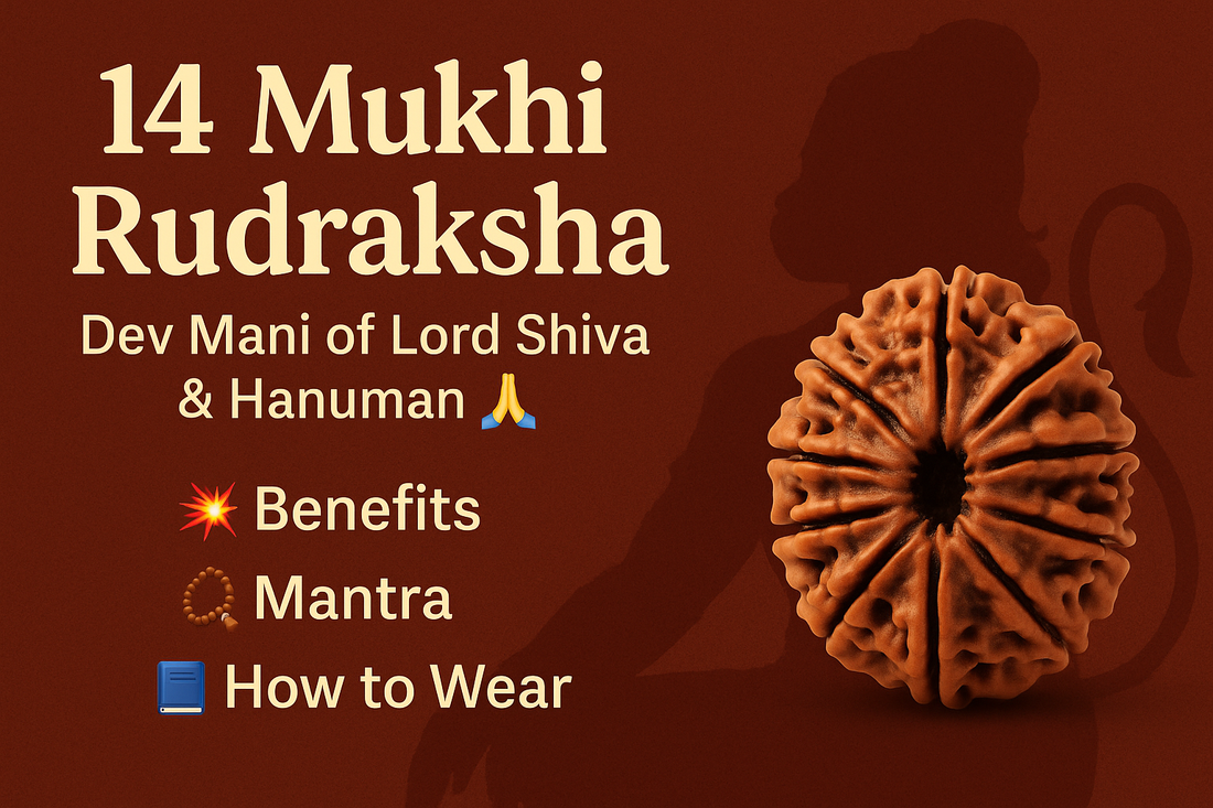 14 Mukhi Rudraksha Full Guide – Benefits, Mantra & How to Check Authenticity