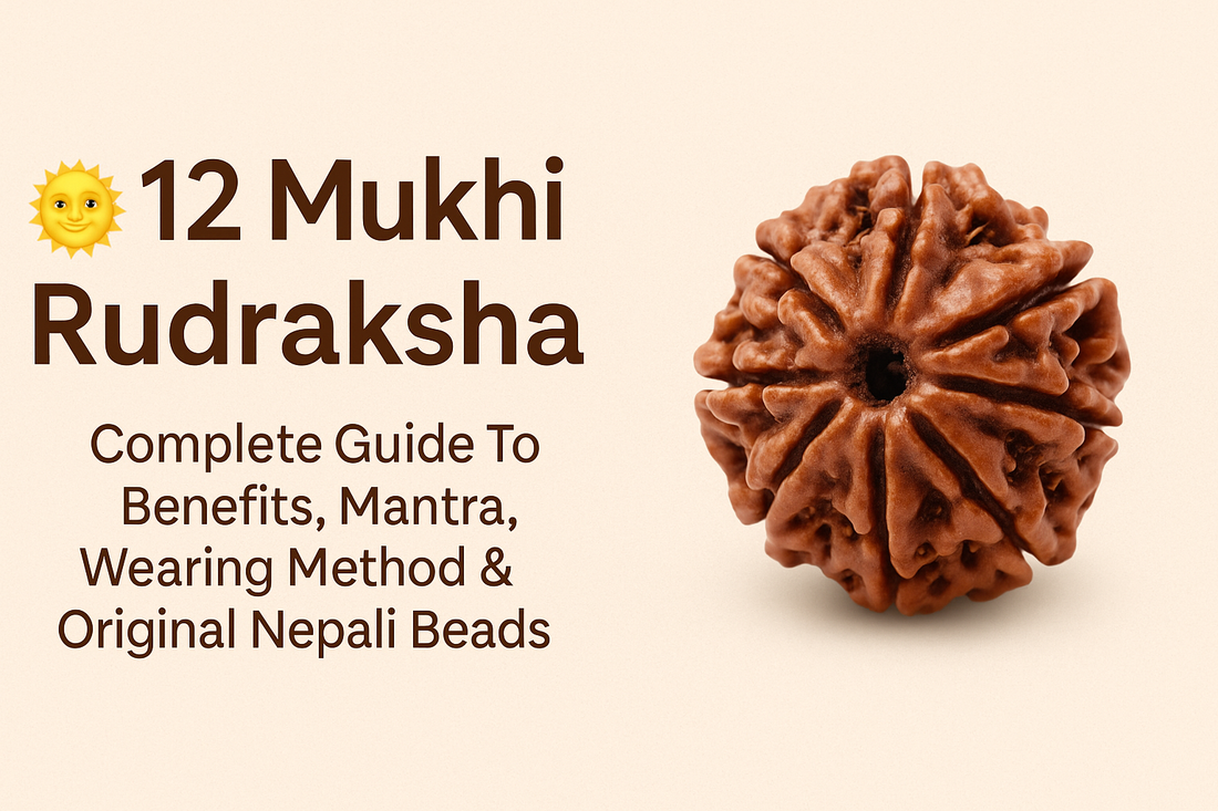 12 Mukhi Rudraksha: Complete Guide To Benefits, Mantra, Wearing Method &amp; Original Nepali Beads