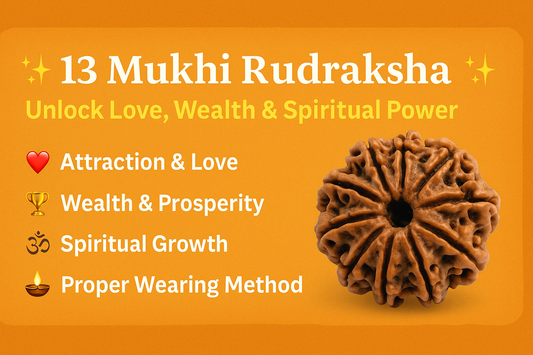 13 Mukhi Rudraksha – Unlock Love, Wealth, Success & Spiritual Power