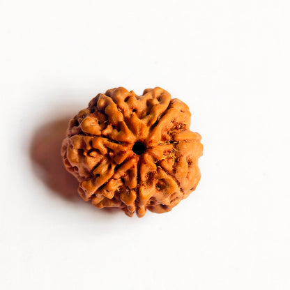 Premium Quality Nepali 7 Mukhi Rudraksha