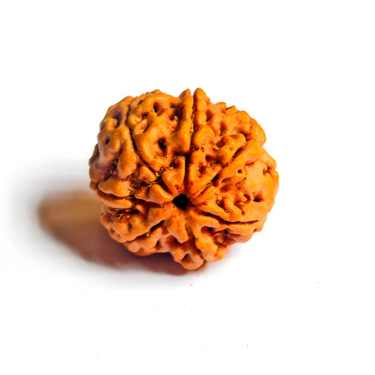 Premium Quality Nepali 7 Mukhi Rudraksha