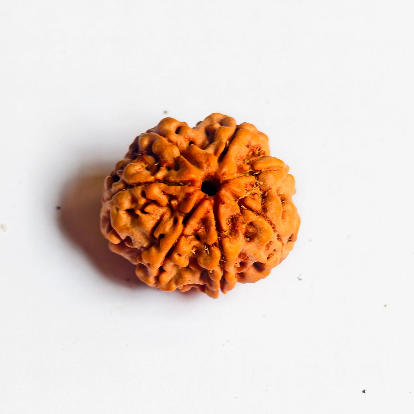 Premium Quality Nepali 7 Mukhi Rudraksha