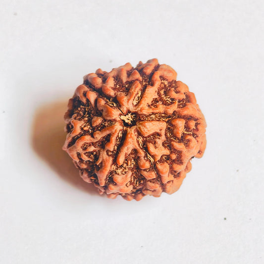 Premium Quality Nepali 6 Mukhi Rudraksha