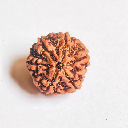 Premium Quality Nepali 6 Mukhi Rudraksha