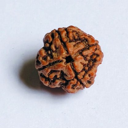 Premium Quality Nepali 4 Mukhi Rudraksha