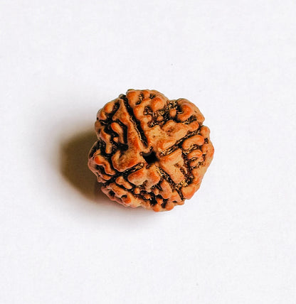 Premium Quality Nepali 4 Mukhi Rudraksha